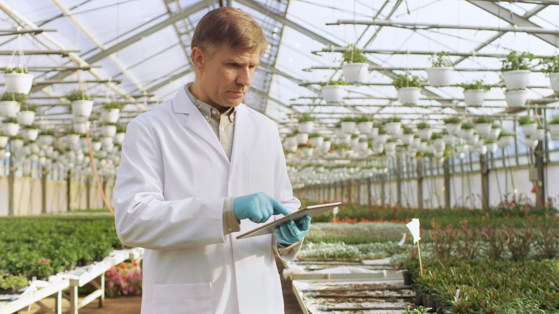 In the Industrial Greenhouse Agricultural Engineer Wearing White Coat Uses Tablet Computer to Test Plant's Health and Analyze Data with Tablet Computer.
