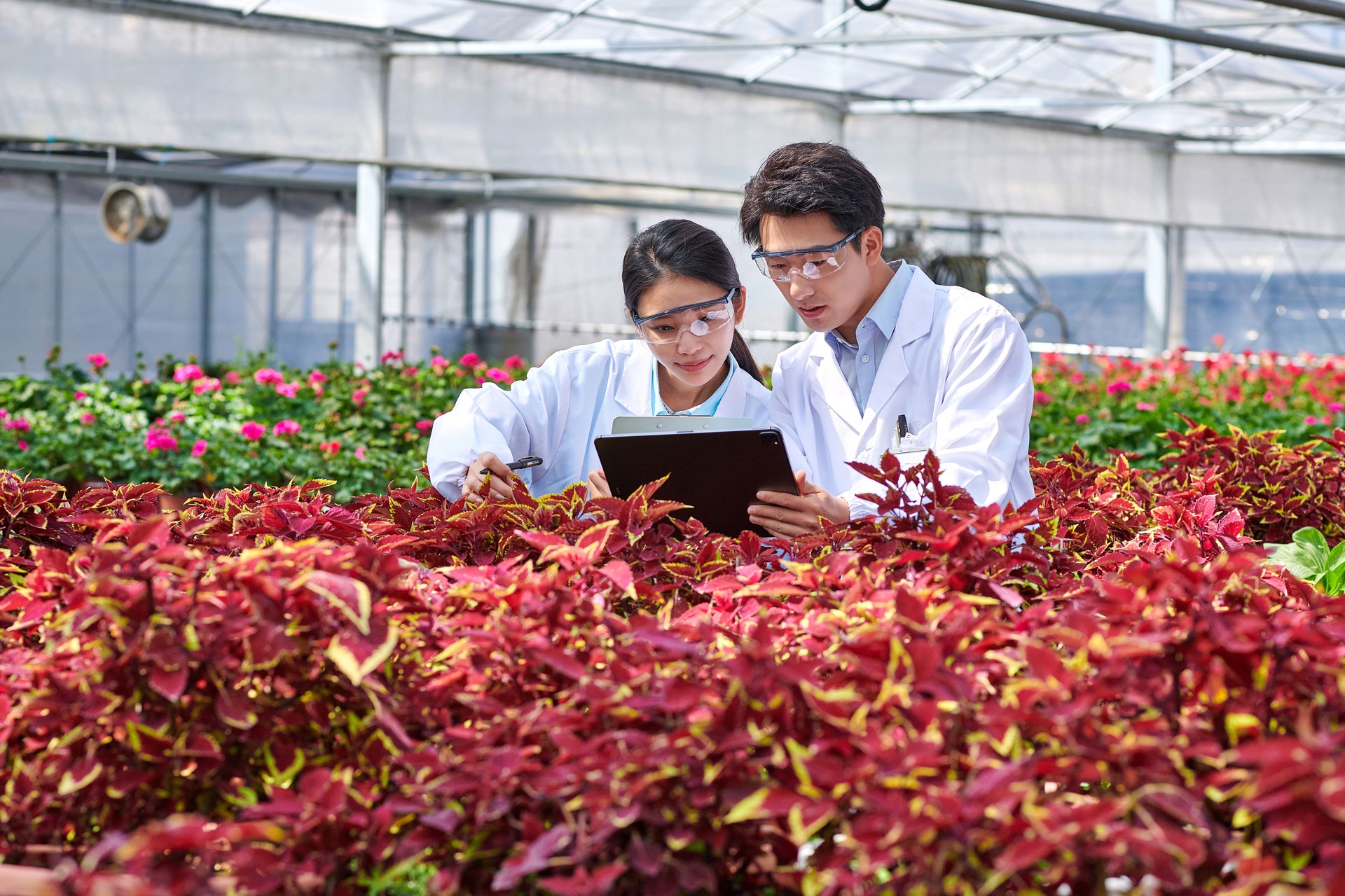 Two Asia Scientist Examining Plants at Floricultural Greenhouse