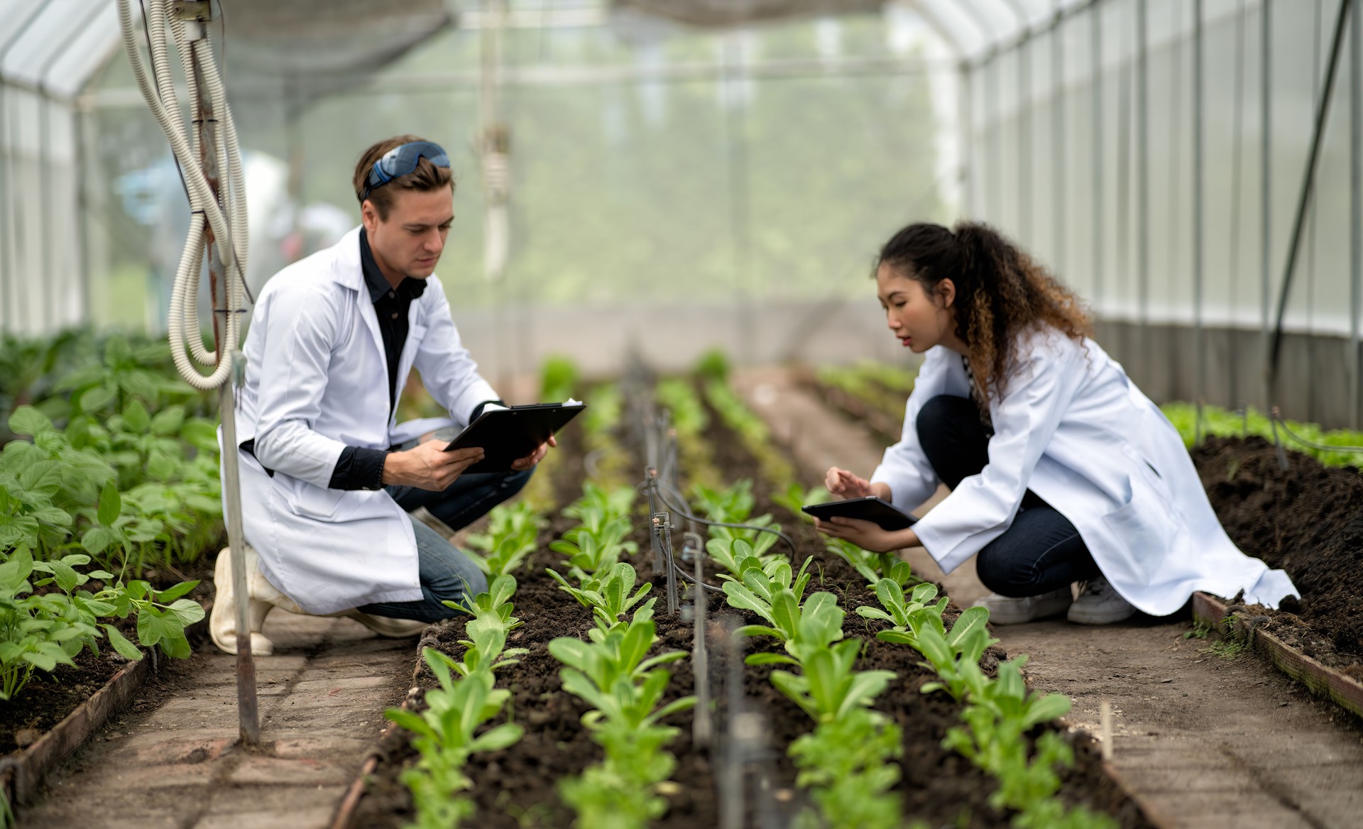 Food researcher closely monitor the glow of vegetable in door farming